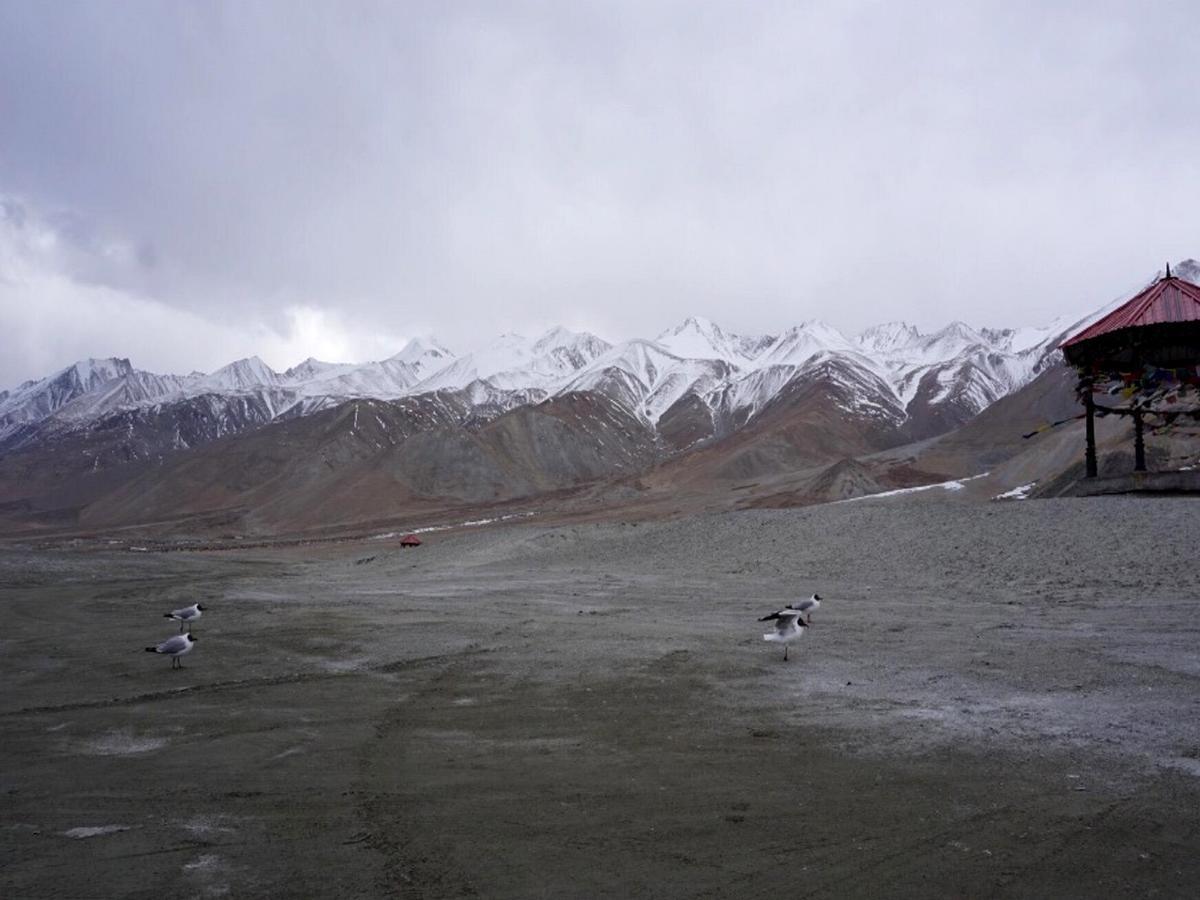 Pangong Delight Camps And Cottages Spangmik Buitenkant foto